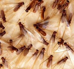 Formosan Termite Swarmers