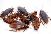 Dead Cockroaches
