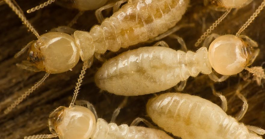 Champion Pest Termite Inspection
